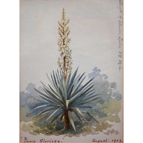 350 - Two Edwardian watercolour botantical studies, 22 x 47 cm and 33 x 23 cm overall (2)