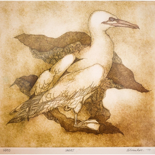 397 - Edsmaher? - Gannet, ltd ed etching numbered 14/50, pencil signed and dated '77, 30.5 x 31.5 cm; Doug... 