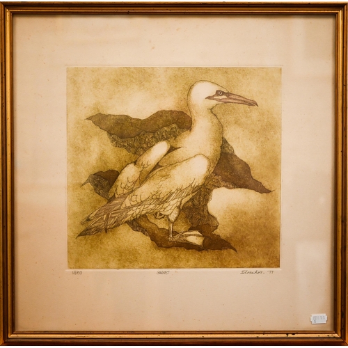 397 - Edsmaher? - Gannet, ltd ed etching numbered 14/50, pencil signed and dated '77, 30.5 x 31.5 cm; Doug... 