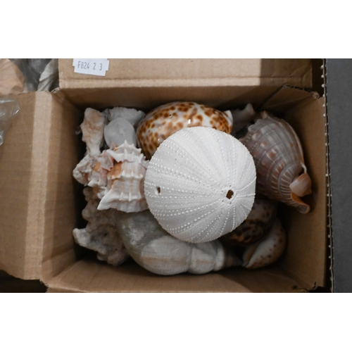 502 - A collection of exotic sea shells, coral, pebbles etc (box)