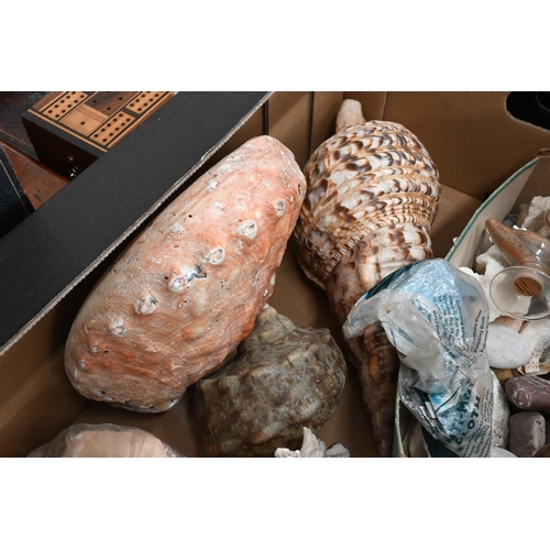 502 - A collection of exotic sea shells, coral, pebbles etc (box)