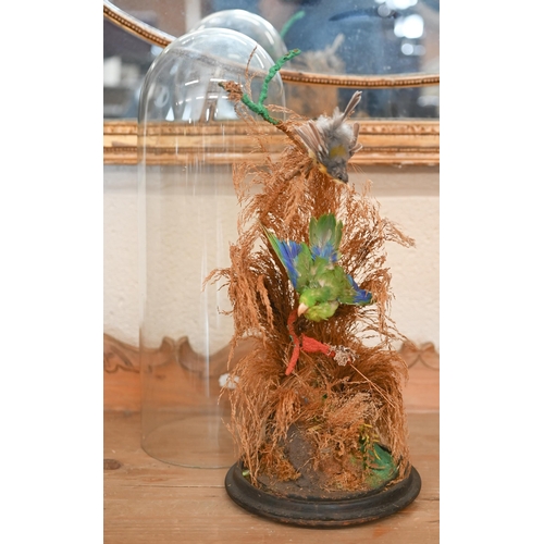 561 - #A Victorian display of two exotic birds among grasses, under glass dome 41 cm high to/w a bugle mou... 