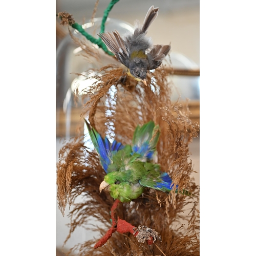 561 - #A Victorian display of two exotic birds among grasses, under glass dome 41 cm high to/w a bugle mou... 