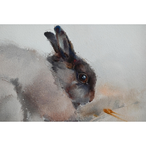 658 - Ian Armour-Chelu (1928-2000) - 'Rabbit - Netherlands Dwarf', watercolour, 15 x 23.5 cm