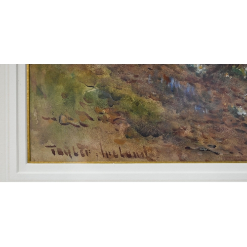 668 - Thomas Taylor-Ireland (1880-1927) - A pair of autumnal woodland views, watercolour, signed, 50 x 32 ... 