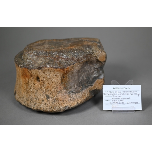 959 - A fossilised dinosaur vertebra - Cetiosaurid Duriatitan (Jurassic Kimmeridgian) - from Abingdon, Oxf... 