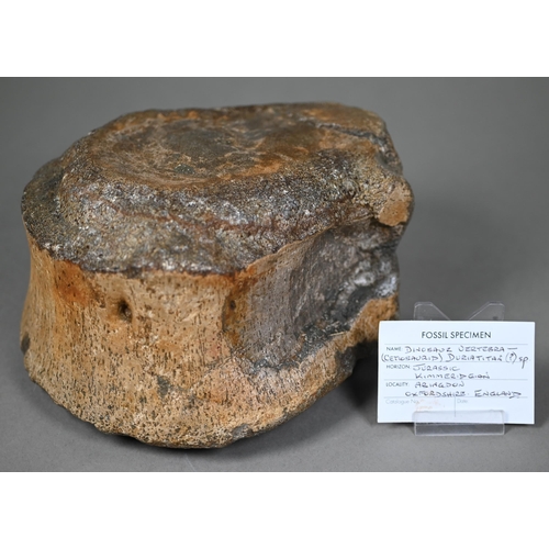 959 - A fossilised dinosaur vertebra - Cetiosaurid Duriatitan (Jurassic Kimmeridgian) - from Abingdon, Oxf... 