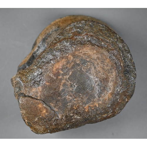 959 - A fossilised dinosaur vertebra - Cetiosaurid Duriatitan (Jurassic Kimmeridgian) - from Abingdon, Oxf... 