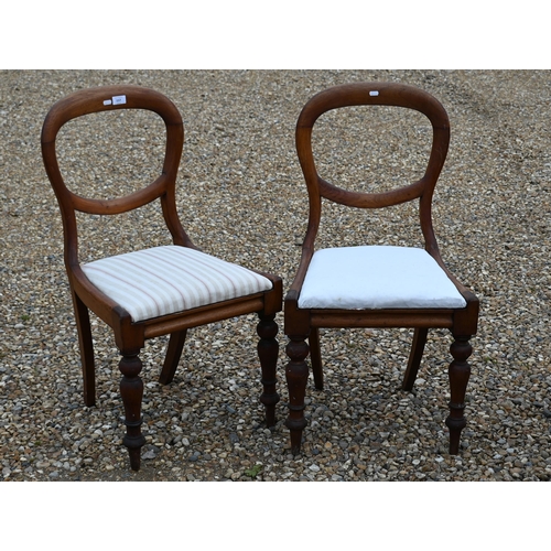 157 - A pair of Victorian mahogany balloon back dining chairs with turned front legs (2)