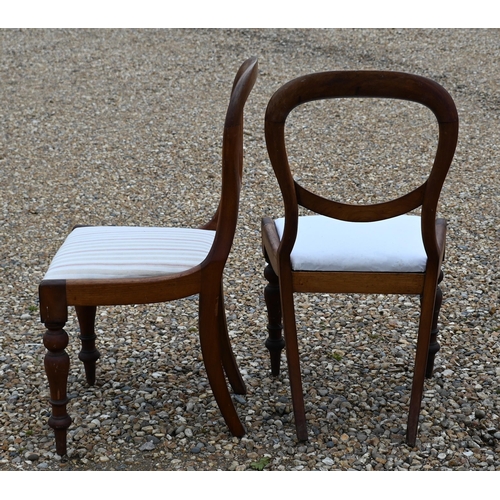 157 - A pair of Victorian mahogany balloon back dining chairs with turned front legs (2)