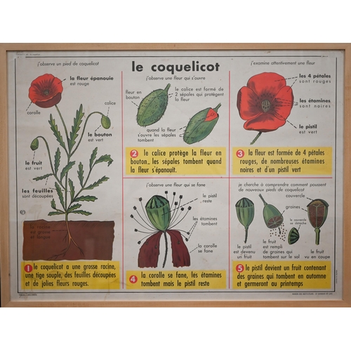 303 - Three French anatomical educational posters - Notre Corps, Les Accidents and Le Coquelicot, 66 x 89 ... 