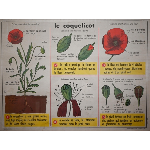 303 - Three French anatomical educational posters - Notre Corps, Les Accidents and Le Coquelicot, 66 x 89 ... 