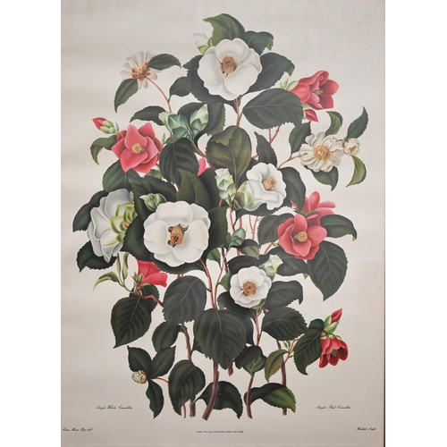 311 - Three Doris Zinckeisen horse and rider/carriage prints, 51 x 61 cm to/w two botanical studies of cam... 