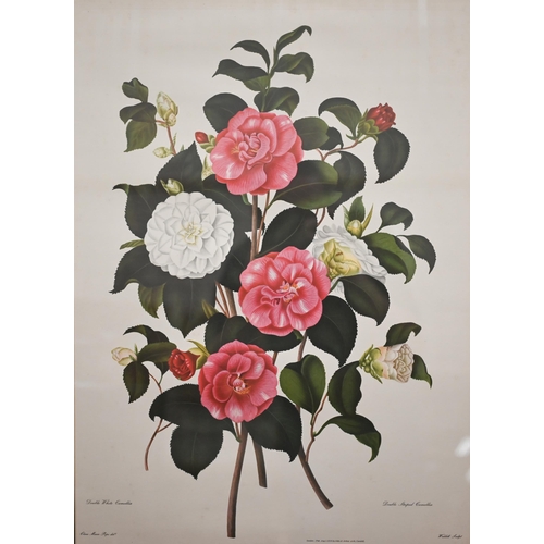 311 - Three Doris Zinckeisen horse and rider/carriage prints, 51 x 61 cm to/w two botanical studies of cam... 