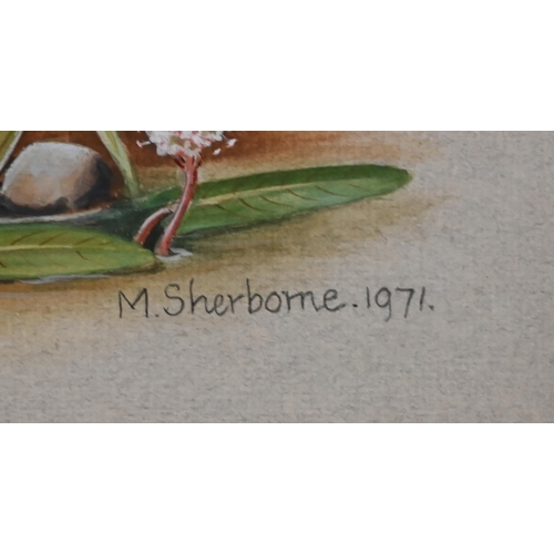 339 - M Sherborne - Three watercolour bird studies, Pheasant, Mallard and Woodpecker, signed, 41 x 31 cm t... 