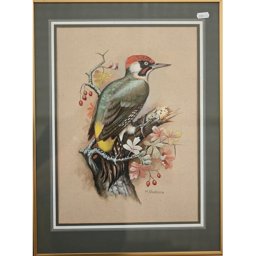 339 - M Sherborne - Three watercolour bird studies, Pheasant, Mallard and Woodpecker, signed, 41 x 31 cm t... 