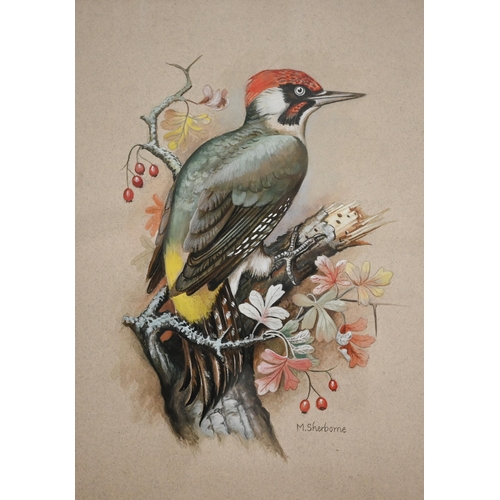 339 - M Sherborne - Three watercolour bird studies, Pheasant, Mallard and Woodpecker, signed, 41 x 31 cm t... 