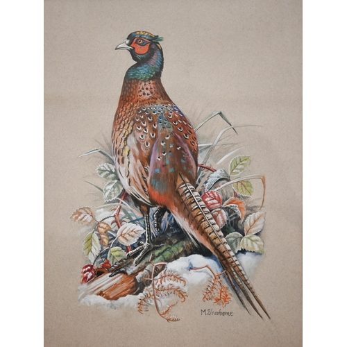 339 - M Sherborne - Three watercolour bird studies, Pheasant, Mallard and Woodpecker, signed, 41 x 31 cm t... 