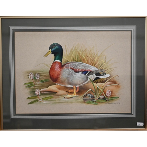 339 - M Sherborne - Three watercolour bird studies, Pheasant, Mallard and Woodpecker, signed, 41 x 31 cm t... 