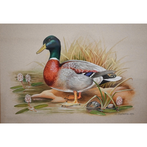 339 - M Sherborne - Three watercolour bird studies, Pheasant, Mallard and Woodpecker, signed, 41 x 31 cm t... 