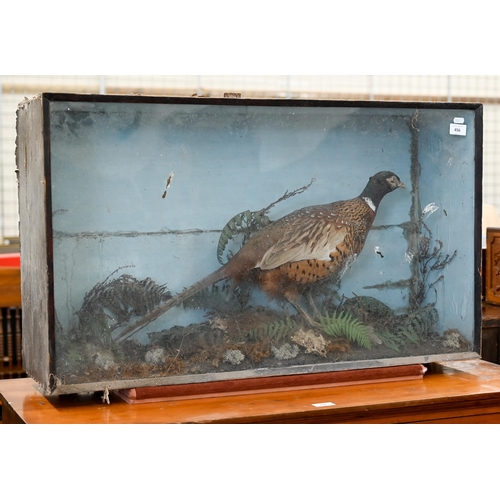 456 - Taxidermy: A cock pheasant within naturalistic setting, in glazed case , 52 x 89 cm (case a/f)