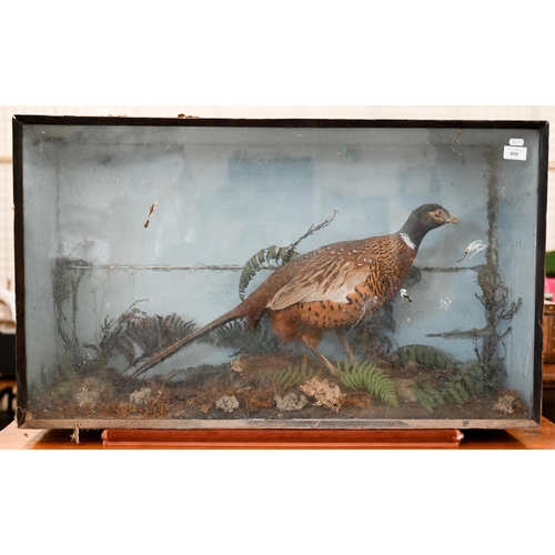 456 - Taxidermy: A cock pheasant within naturalistic setting, in glazed case , 52 x 89 cm (case a/f)