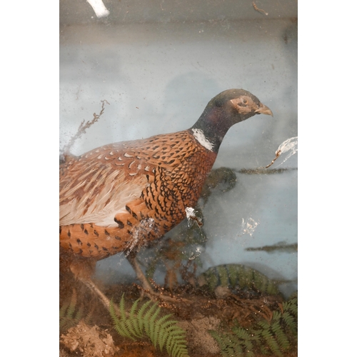 456 - Taxidermy: A cock pheasant within naturalistic setting, in glazed case , 52 x 89 cm (case a/f)