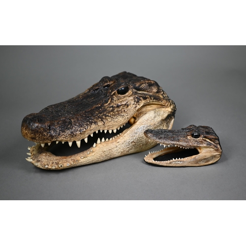 474 - Taxidermy - two alligator heads, by 'Gator Dave', De Land, FL (2)