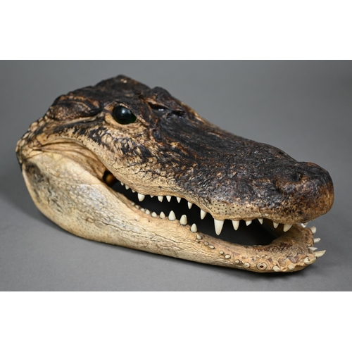 474 - Taxidermy - two alligator heads, by 'Gator Dave', De Land, FL (2)