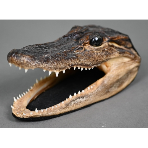 474 - Taxidermy - two alligator heads, by 'Gator Dave', De Land, FL (2)