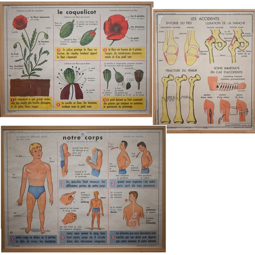 303 - Three French anatomical educational posters - Notre Corps, Les Accidents and Le Coquelicot, 66 x 89 ... 