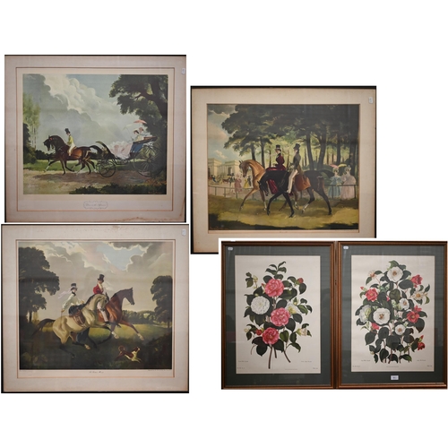 311 - Three Doris Zinckeisen horse and rider/carriage prints, 51 x 61 cm to/w two botanical studies of cam... 