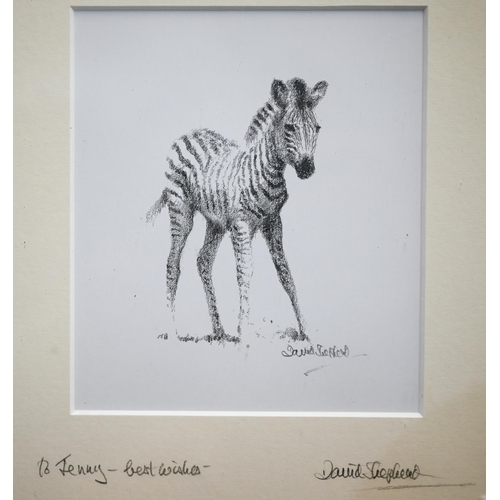 355 - A print of a zebra foal, pencil signed and inscribed by David Shepherd, 13.5 x 12 cm to/w T S Day - ... 