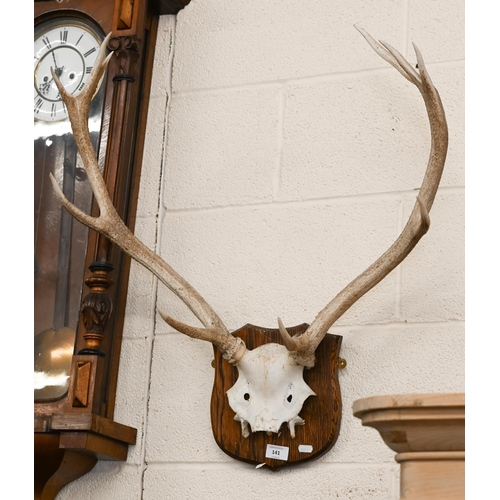 141 - A pair of deer antlers and skull mounted on stained oak shield plaque