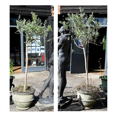 18 - Two well-established olive trees in weathered reconstituted cast stone planters, approx 200 cm high ... 