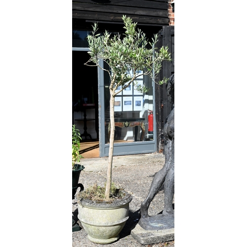 18 - Two well-established olive trees in weathered reconstituted cast stone planters, approx 200 cm high ... 