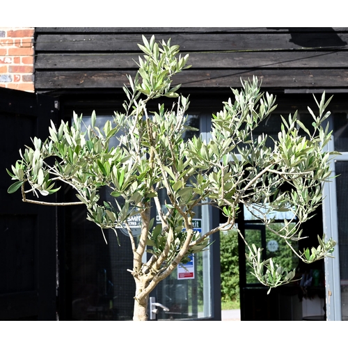 18 - Two well-established olive trees in weathered reconstituted cast stone planters, approx 200 cm high ... 