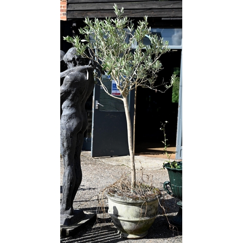 18 - Two well-established olive trees in weathered reconstituted cast stone planters, approx 200 cm high ... 