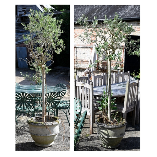 19 - Two well-established olive trees in weathered reconstitued cast stone planters, approx 200 cm high (... 