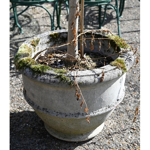 19 - Two well-established olive trees in weathered reconstitued cast stone planters, approx 200 cm high (... 