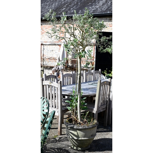 19 - Two well-established olive trees in weathered reconstitued cast stone planters, approx 200 cm high (... 