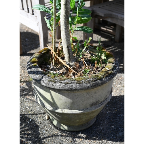 19 - Two well-established olive trees in weathered reconstitued cast stone planters, approx 200 cm high (... 