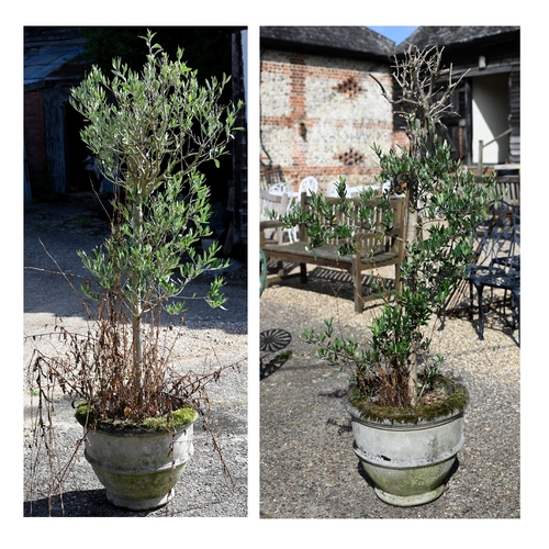 20 - Two well-established olive trees in weathered reconstituted cast stone planters, approx 170 cm high ... 