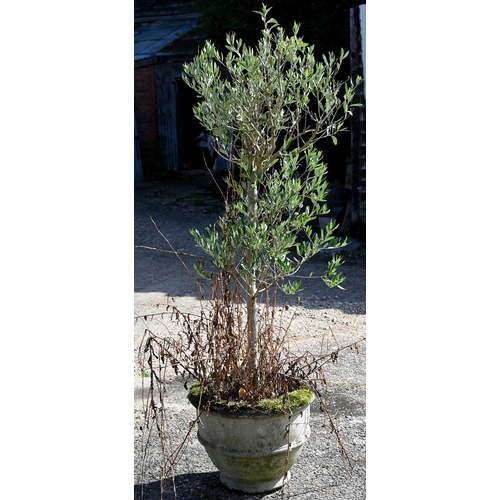 20 - Two well-established olive trees in weathered reconstituted cast stone planters, approx 170 cm high ... 