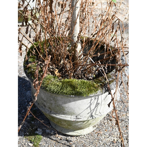 20 - Two well-established olive trees in weathered reconstituted cast stone planters, approx 170 cm high ... 