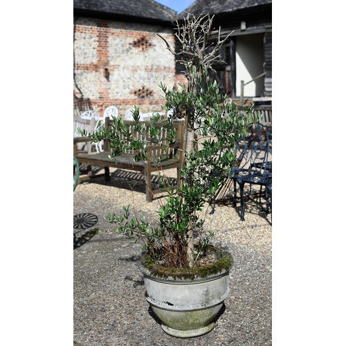 20 - Two well-established olive trees in weathered reconstituted cast stone planters, approx 170 cm high ... 