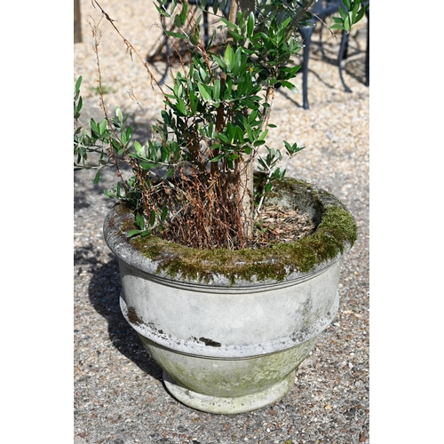 20 - Two well-established olive trees in weathered reconstituted cast stone planters, approx 170 cm high ... 