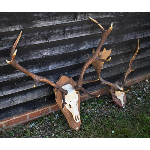 553 - A pair of shield mounted deer antlers to/w another pair (2)