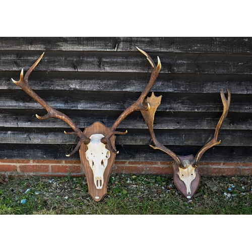 553 - A pair of shield mounted deer antlers to/w another pair (2)