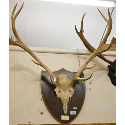 465 - An Edwardian cranium-mounted deer's antler trophy dated 1901, to/w another set dated 1978 (2)